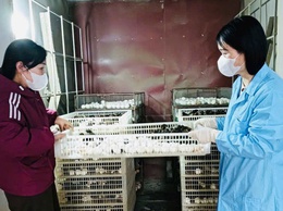 Phát triển sản xuất con giống gia cầm ở xã Phúc Thọ – Hướng đi hiệu quả, nâng cao thu nhập cho người dân