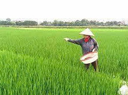 HƯỚNG DẪN CHĂM SÓC LÚA GIAI ĐOẠN ĐỨNG CÁI VÀ PHÒNG TRỪ DỊCH HẠI LÚA THÁNG 4