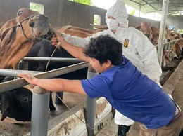 Xã Chương Dương tổ chức tiêm phòng vắc xin cho gia súc, gia cầm