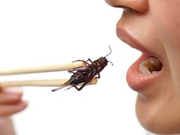 Phòng chống ngộ độc do sử dụng thức ăn chế biến từ côn trùng, ấu trùng