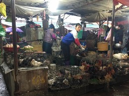 Thông báo chấm dứt hoạt động giết mổ động vật nhỏ lẻ
trên địa bàn phường Thanh Liệt