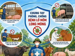 Phường Khương Đình chủ động ngăn chặn, giám sát và ứng phó nguy cơ dịch bệnh Lở mồm long móng