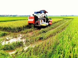 Bất Bạt tập trung khắc phục hậu quả mưa giông, quyết tâm bảo vệ thành quả sản xuất vụ xuân 2026