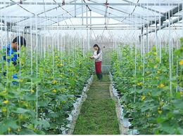 Hà Nội: UBND cấp xã được cấp phép xây dựng trên đất nông nghiệp