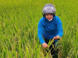 CHỦ ĐỘNG THU HOẠCH VÀ BẢO VỆ LÚA VỤ XUÂN NĂM 2026 TRƯỚC DIỄN BIẾN THỜI TIẾT BẤT LỢI
