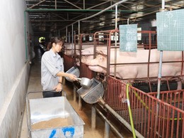 Hà Nội công bố Danh mục thủ tục hành chính lĩnh vực Chăn nuôi, Thú y và Thuỷ sản