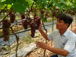 Vị ngọt trên đất bãi Liên Minh – Hành trình chinh phục cây Nho hạ đen