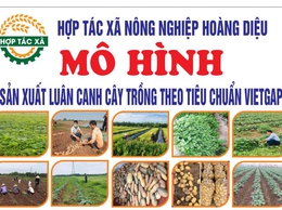 Hợp tác xã Nông nghiệp Hoàng Diệu: Nỗ lực đổi mới, nâng cao hiệu quả sản xuất nông nghiệp
