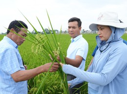 TRUNG TÂM DỊCH VỤ TỔNG HỢP XÃ THANH OAI PHỐI HỢP CHI CỤC TRỒNG TRỌT VÀ BẢO VỆ THỰC VẬT HÀ NỘI, HTX ĐỖ ĐỘNG KIỂM TRA, THĂM ĐỒNG VỤ XUÂN 2026