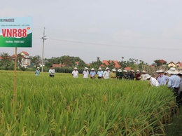 Hội thảo đầu bờ đánh giá các giống lúa thuần chất lượng cao và ngô nếp vụ Xuân 2026
