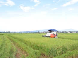 Nông dân xã Phú Nghĩa bắt đầu thu hoạch trà lúa Xuân sớm