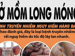 Triển khai các biện pháp ngăn chặn vi rút Lở mồm long móng serotype SAT1 xâm nhập vào địa bàn phường Nghĩa Đô