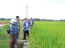 Hợp tác xã nông nghiệp Đông Sơn (xã Phú Nghĩa) tổ chức thăm đồng đánh giá năng suất lúa vụ Xuân 2026