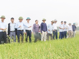 Trần Phú: tổ chức thăm đồng, đánh giá năng suất lúa xuân