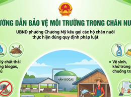 Hướng dẫn thực hiện các quy định về bảo vệ môi trường trong hoạt động chăn nuôi trên địa bàn phường Chương Mỹ