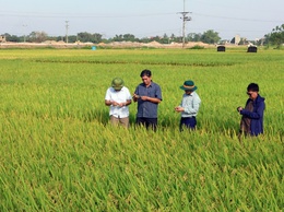 Hợp tác xã nông nghiệp Xuân Mai (xã Xuân Mai) tổ chức thăm đồng đánh giá năng suất lúa vụ Xuân 2026 và triển khai kế hoạch sản xuất vụ Mùa 2026 và Vụ Đông 2026 - 2027