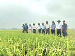 Hội Nông dân xã Phú Nghĩa phối hợp HTX Nông nghiệp Thanh Bình thăm đồng, đánh giá năng suất lúa vụ Xuân năm 2026