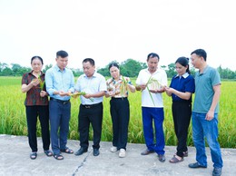 QUỐC OAI ĐÁNH GIÁ NĂNG SUẤT, SẢN LƯỢNG CÂY TRỒNG VỤ XUÂN 2026; TRIỂN KHAI NHIỆM VỤ SẢN XUẤT VỤ MÙA, VỤ ĐÔNG 2026