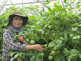 Chị Đặng Thị Cuối -  Gương phụ nữ tiêu biểu trong phong trào phát triển kinh tế