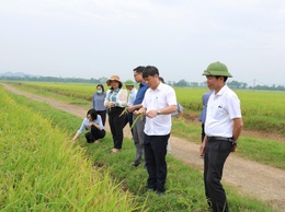Phú Nghĩa thăm đồng đánh giá năng suất lúa vụ xuân năm 2026
