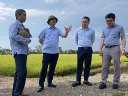 Phú Xuyên chủ động cho thu hoạch lúa Xuân, sẵn sàng cho sản xuất vụ Mùa 2026