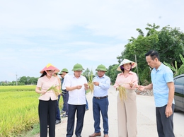 Quảng Bị thăm đồng, đánh giá năng suất vụ xuân 2026, triển khai kế hoạch sản xuất vụ mùa và vụ đông