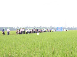 Trung tâm Khuyến nông Hà Nội tổ chức kiểm tra, đánh giá mô hình sản xuất lúa vụ xuân năm 2026