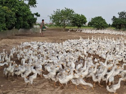 Anh Nhữ Tiến Sỹ - làm giàu từ ruộng bỏ hoang