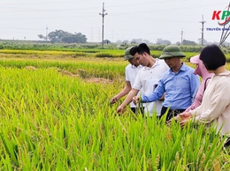 Ban Quản lý dự án đầu tư - Hạ tầng xã Kiều Phú tiến hành nghiệm thu diện tích sản xuất nông nghiệp thực tế phục vụ công tác quản lý, đặt hàng dịch vụ thủy lợi phí năm 2026