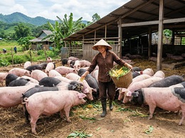 Thông báo về việc kết thúc niêm yết công khai Bảng tổng hợp đề xuất hỗ trợ cơ sở sản xuất bị thiệt hại do dịch động vật trên cạn (bệnh Dịch tả lợn Châu Phi)
trên địa bàn xã Ô Diên