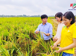 Trung tâm dịch vụ tổng hợp xã Kiều Phú kiểm tra đôn đốc thu hoạch lúa xuân 2026