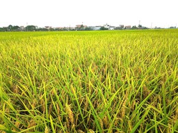 Hướng dẫn thu hoạch lúa Xuân năm 2026