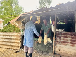Xã Vân Đình tích cực triển khai tiêm phòng vắc xin cúm gia cầm H5N1 đợt 1 năm 2026