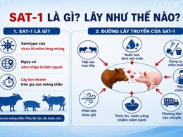Phường Hồng Hà triển khai đồng bộ các biện pháp ngăn chặn vi rút Lở mồm long móng serotype SAT1 xâm nhập địa bàn