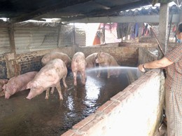 MỘT SỐ BIỆN PHÁP PHÒNG, CHỐNG NẮNG, NÓNG TRONG NUÔI TRỒNG THỦY SẢN VÀ CHĂN NUÔI GIA SÚC, GIA CẦM