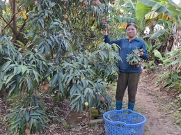 
Hiệu quả kinh tế từ mô hình trồng vải thiều u trứng của bà Nguyễn Thị Ngần