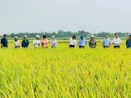 Phúc Thọ triển khai sản xuất nông nghiệp vụ Mùa gắn với vụ Đông năm 2026–2027
