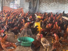 HƯỚNG DẪN BIỆN PHÁP PHÒNG CHỐNG NẮNG, NÓNG
CHO ĐÀN GIA SÚC, GIA CẦM
