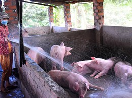 Các biện pháp phòng, chống nắng nóng cho đàn gia súc, gia cầm