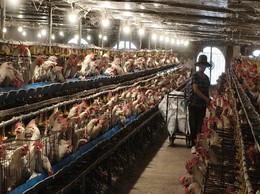 Tuyên truyền hướng dẫn chăm sóc đàn vật nuôi trong thời tiết nắng nóng