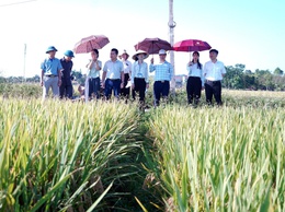 Phường Chương Mỹ đánh giá năng suất lúa vụ Xuân năm 2026, chuẩn bị sản xuất vụ Mùa