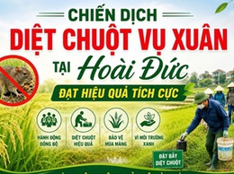 Chiến dịch diệt chuột vụ Xuân tại Hoài Đức đạt hiệu quả tích cực