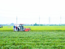XÃ QUỐC OAI CHỦ ĐỘNG ĐẨY NHANH THU HOẠCH LÚA XUÂN, CHUẨN BỊ SẢN XUẤT VỤ MÙA 2026