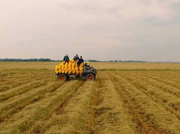 Hoài Đức tăng cường xử lý rơm rạ sau thu hoạch, bảo vệ môi trường và sản xuất vụ mùa an toàn