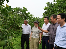 Hội nghị nghiên cứu “Đề tài khoa học cấp thành phố, sản phẩm dòng Bưởi Chum xã Phú Nghĩa, thành phố Hà Nội”