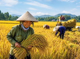 Thu hoạch lúa vụ xuân và xử lý rơm rạ sau thu hoạch