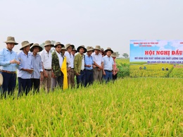 Hội nghị đầu bờ về mô hình sản xuất giống lúa chất lượng cao KOJI, ứng dụng mạ khay cấy máy vụ xuân năm 2026