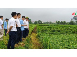 Đoàn công tác xã Kiều Phú do đồng chí Phạm Quang Tuấn – Bí thư Đảng ủy, Chủ tịch HĐND xã trực tiếp xuống cơ sở kiểm tra thực tế, nắm bắt tình hình và chỉ đạo công tác khắc phục hậu quả thiên tai.