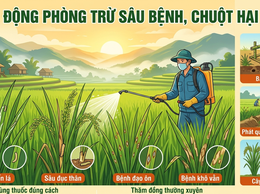 Hướng dẫn các biện pháp phòng trừ sâu bệnh, chuột hại lúa