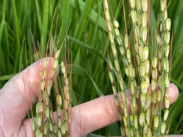 Chủ động phòng, trừ lúa cỏ trên đồng ruộng